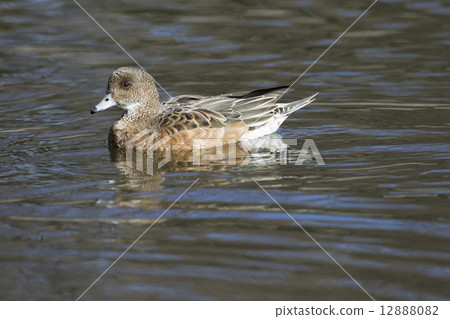 Hydrigamo Hydrigamo 12888082