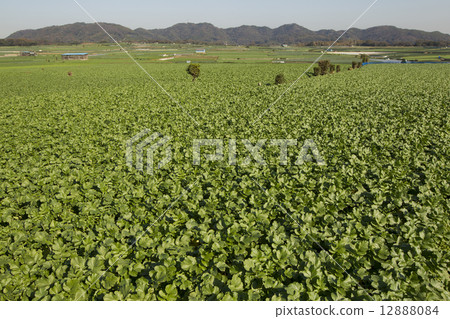 Broccoli spreading on hills Broccoli spreading on hills 12888084