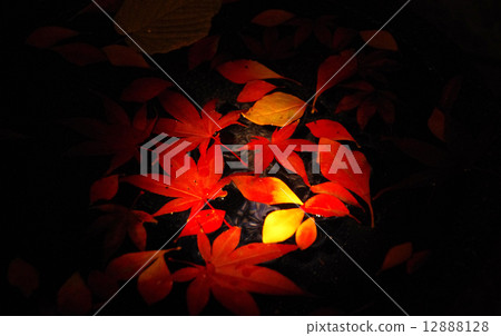 秋天的樹葉 12888128