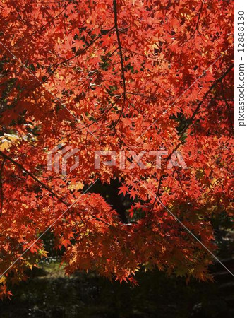 秋天的樹葉 12888130
