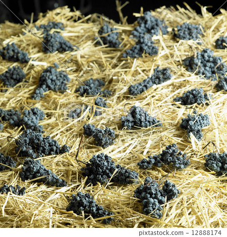 grapes drying for straw wine (neronet), Biza Winery, Cejkovice, grapes drying for straw wine (neronet), Biza Winery, Cejkovice, 12888174