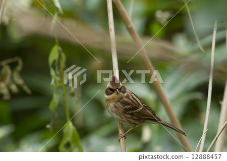 京都御苑的野鳥（MiyamaHojirō） 12888457
