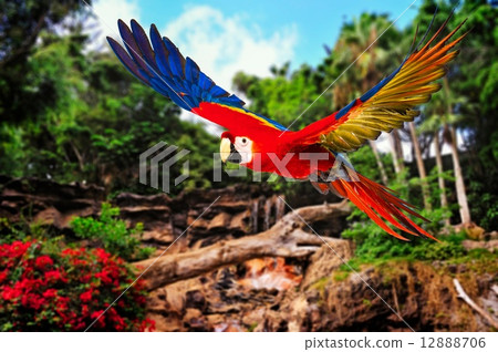 Colourful flying parrot in tropical landscape 12888706