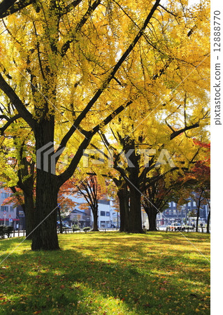 Green area of Higashi Honganji 12888770