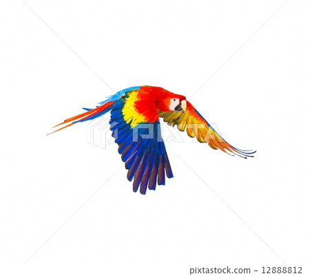 Colourful flying parrot isolated on white 12888812