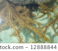 Lizard shark and goldfish egg 12888844