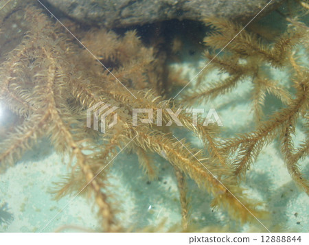Lizard shark and goldfish egg Lizard shark and goldfish egg 12888844