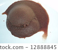Daphnia mass 12888845