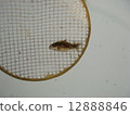 Selection of Goldfish Scallop 12888846