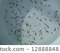 Young fish of goldfish blue 12888848