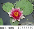 Water lily in the rain 12888850