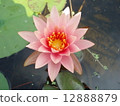 Sunny with a water lily 12888879