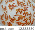 Flock of goldfish 1 year old 12888880