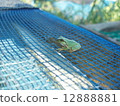 I am a frog 12888881