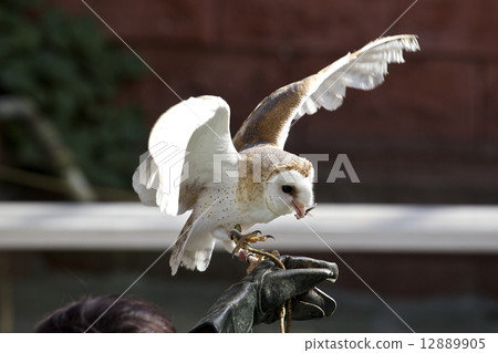 Barn owl Barn owl 12889905