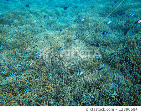 珊瑚海 12890684