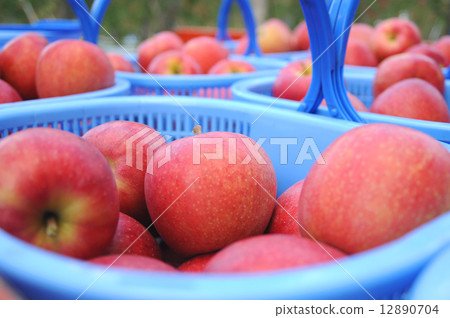 Apple Apple 12890704