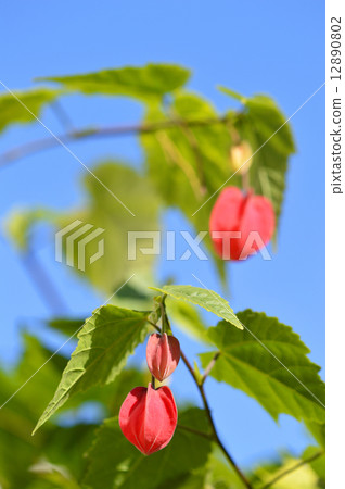 Ukitsuriboku (fishing trees) 12890802