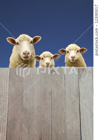 Parent and child sheep peering across board fence 12890817