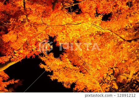 Autumn leaves of Suma Rikyu park 12891212