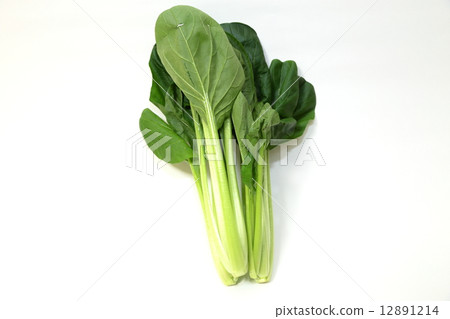 小松 小松 12891214