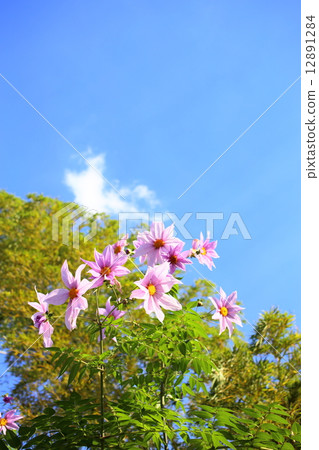 皇帝達利亞垂直 12891284