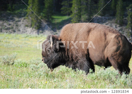 Wild Buffalo 12891834