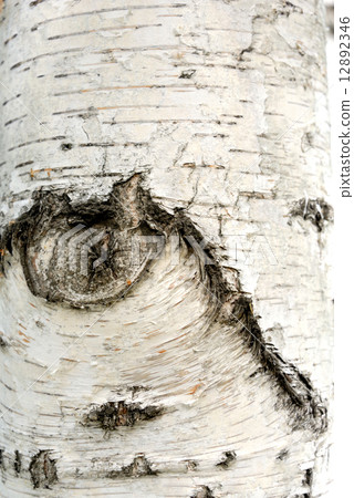 Tree bark 12892346