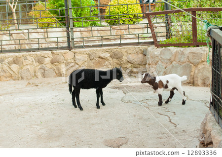 Speckled goat at the zoo in summer 12893336