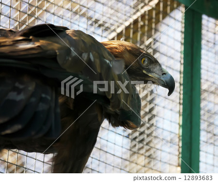eagle in a cage eagle in a cage 12893683