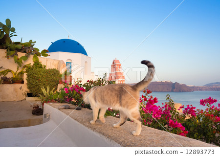 Domestic cat in Oia village, Santorini, Greece. 12893773