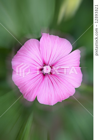 flower flower 12893821