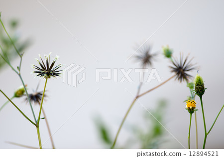 Sticking insect Sticking insect 12894521