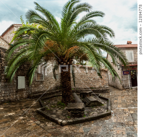 big palm growing at square of ancient city 12894778