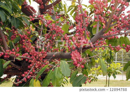 “赤穗樹”的果實色澤鮮紅 12894788