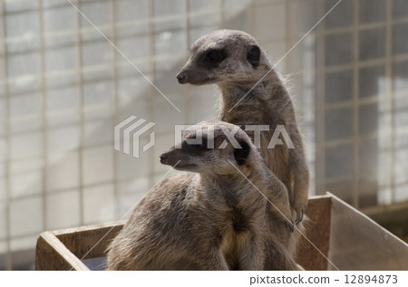 meerkat meerkat 12894873