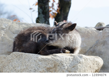 Japanese serow 12894874