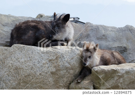 Japanese serow 12894875