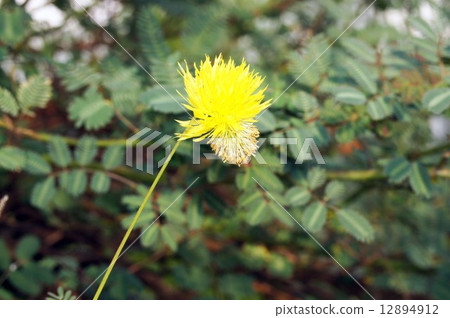 貓頭鷹先生 貓頭鷹先生 12894912