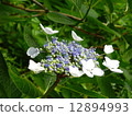  hydrangea 12894993