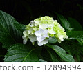  hydrangea 12894994