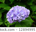 hydrangea 12894995