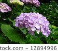  hydrangea 12894996