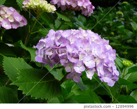 hydrangea hydrangea 12894996