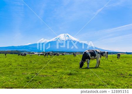 在晨霧中放牧的牛爬過富士山 在晨霧中放牧的牛爬過富士山 12895151