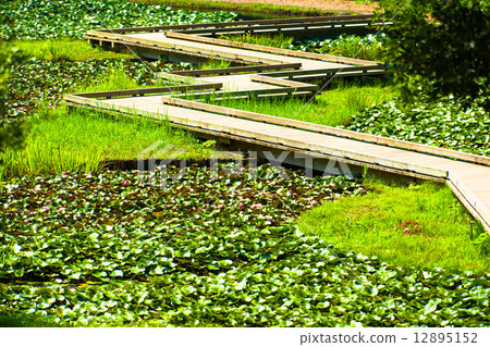 蓮花池橋 蓮花池橋 12895152
