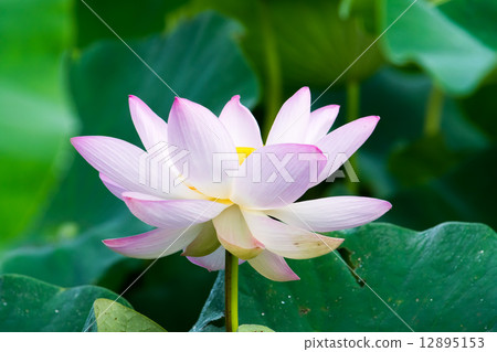 粉色荷花 12895153