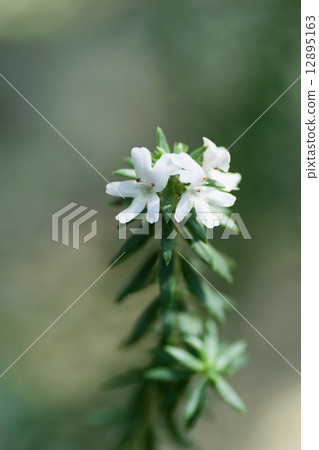 West Rin Gear Furtisako, Labiatae, eastern Australia West Rin Gear Furtisako, Labiatae, eastern Australia 12895163