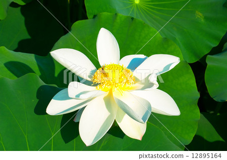 White lotus flower White lotus flower 12895164