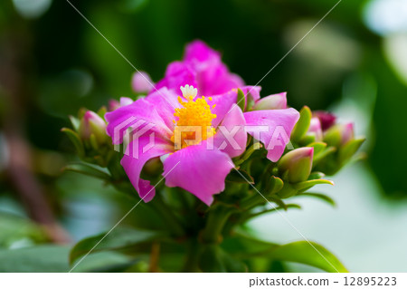 Rhodocarcus · Panamensis, Cherry blossom giraffe, Cactaceae, Colombia ~ Panama Rhodocarcus · Panamensis, Cherry blossom giraffe, Cactaceae, Colombia ~ Panama 12895223